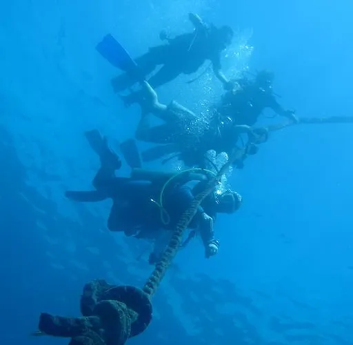 The Blue Orchid Moalboal